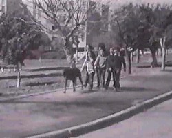הדוברמן החברמן